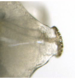 Phytomyza lappae larva,  posterior spiracles,  lateral